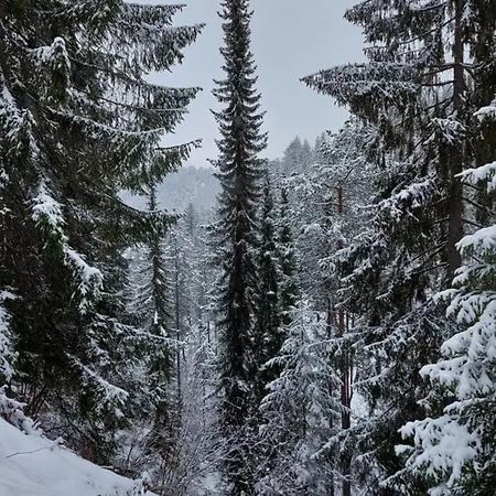 Tarska Carolija Zaovine Tatil Evi *
